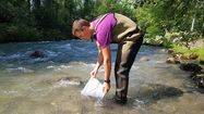 Migradour s’inquiète pour les poissons des gaves